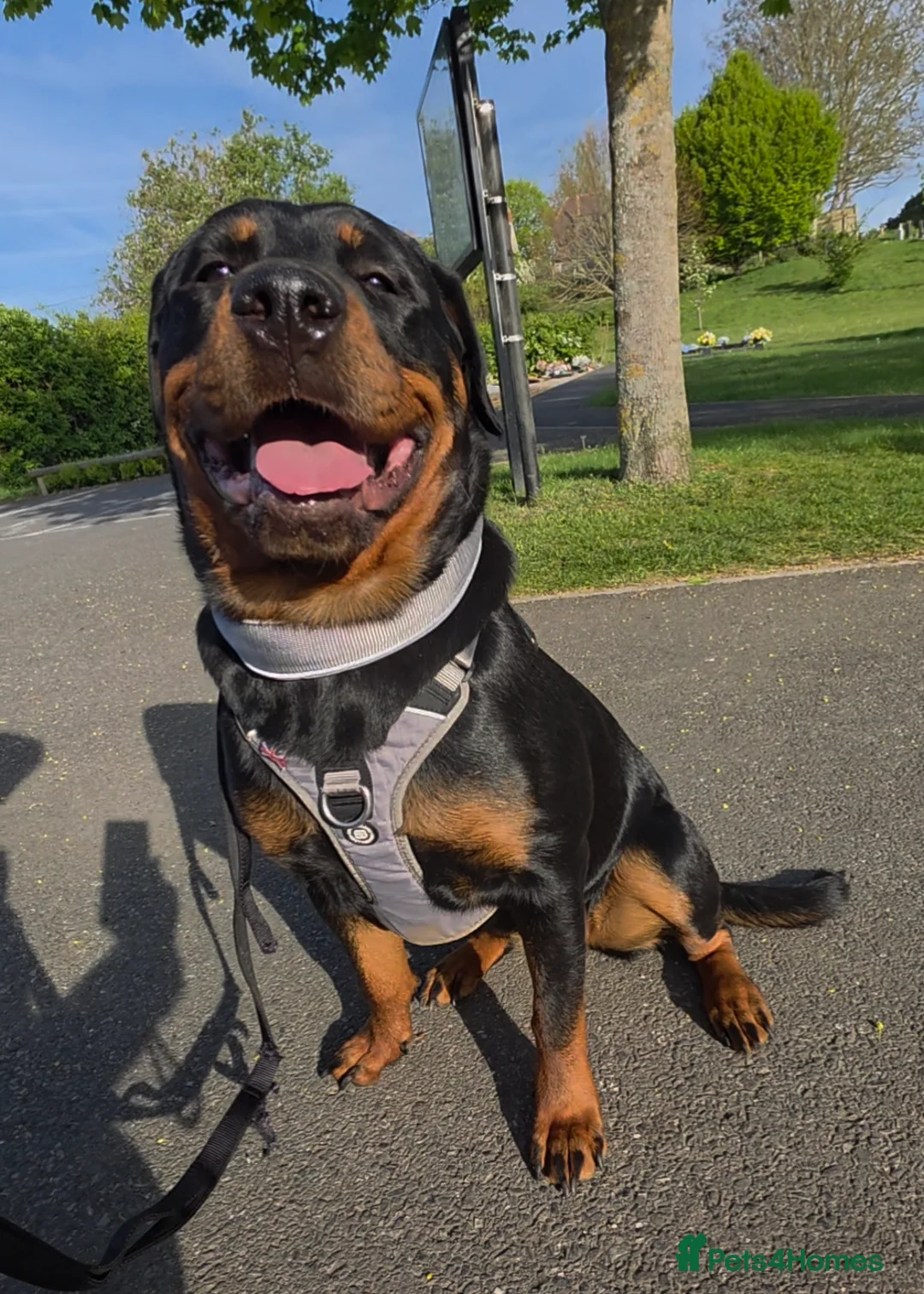 Rottweiler dogs for sale: 8 month old female rottweiler  in Swindon - Advert 2