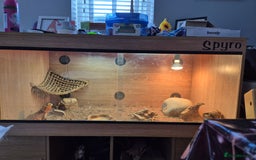 Bearded Dragon reptiles for sale: Trans Red Bearded Dragon - Image 1