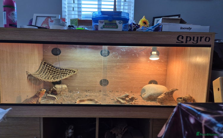 Bearded Dragon reptiles - Advert 1