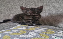 Domestic Shorthair cats for sale: 4 kittens ready to go 19th sept - Image 2