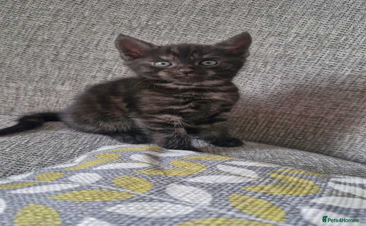 Domestic Shorthair cats - Advert 4