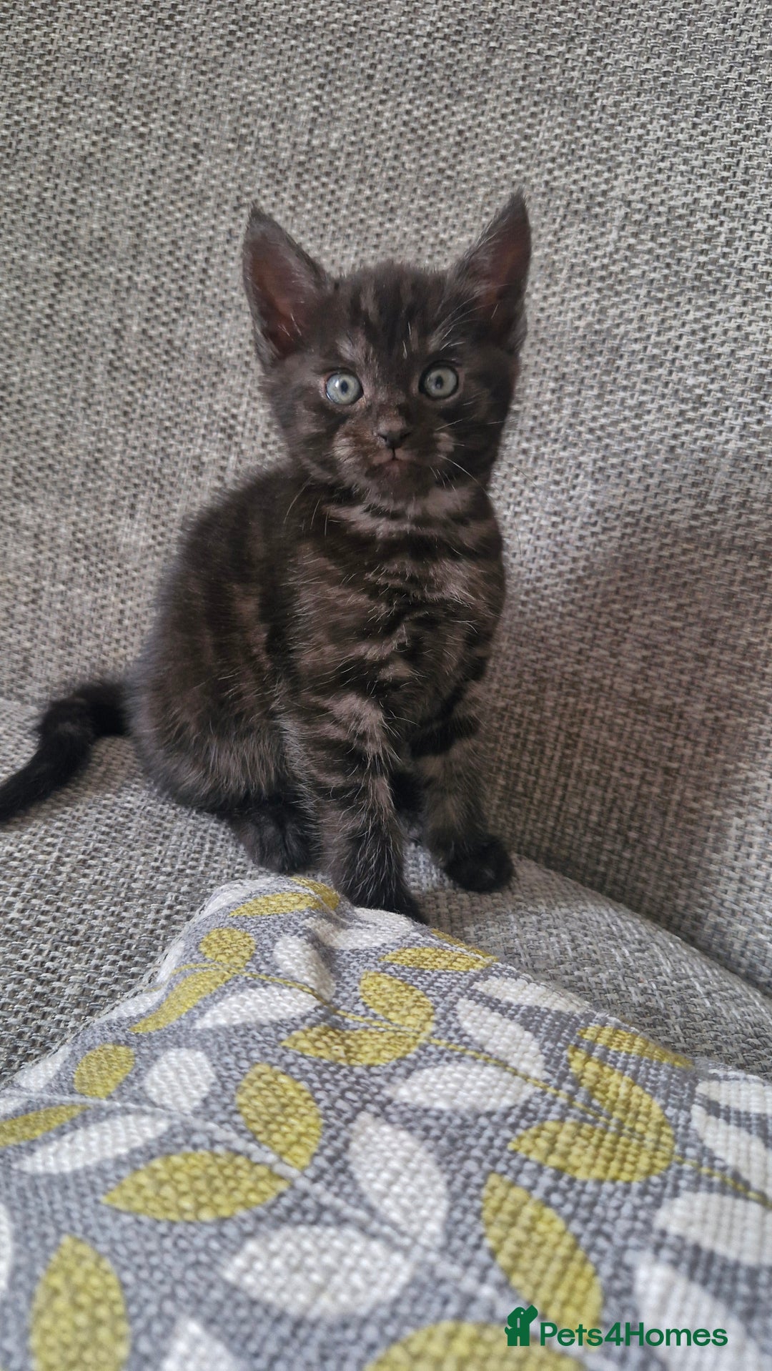 Domestic Shorthair cats for sale: 4 kittens ready to go 19th sept - Image 2