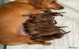 Miniature Dachshund dogs for sale: 5 miniature Dachshund puppies in Doncaster - Image 1