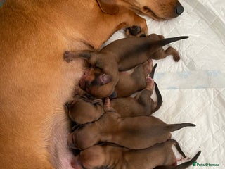 Miniature Dachshund dogs for sale - Advert 1