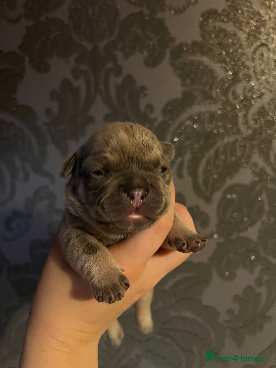 French Bulldog dogs for sale: french bulldog puppies in Manchester - Image 27