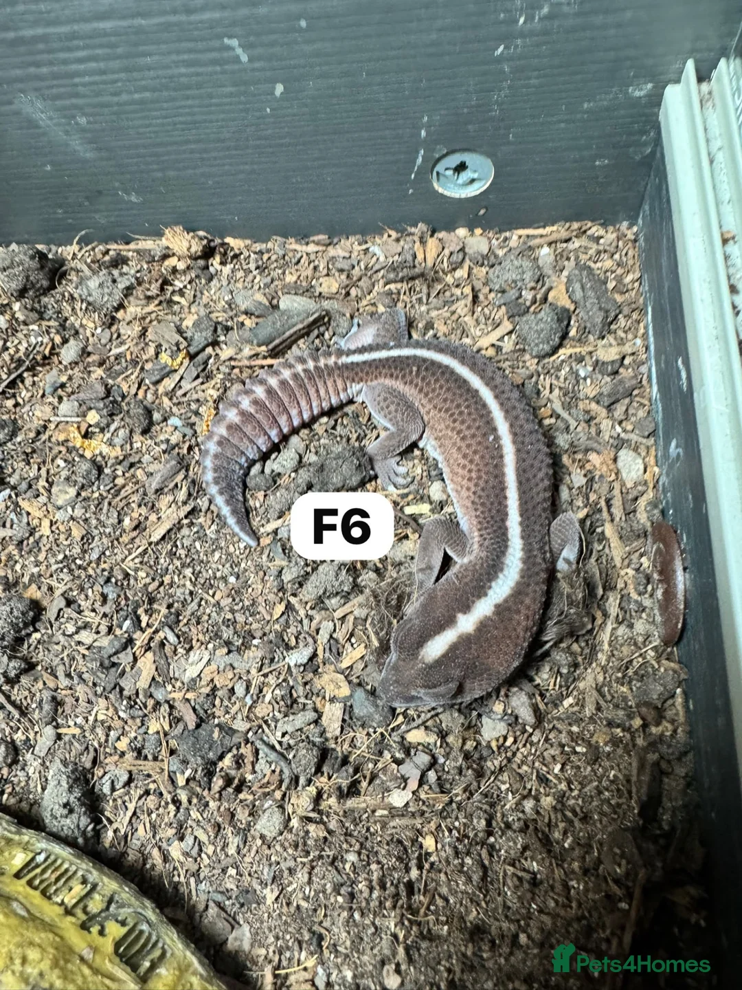 Leopard Gecko reptiles for sale: Leopard geckos for rehome - possible full setup  - Advert 14
