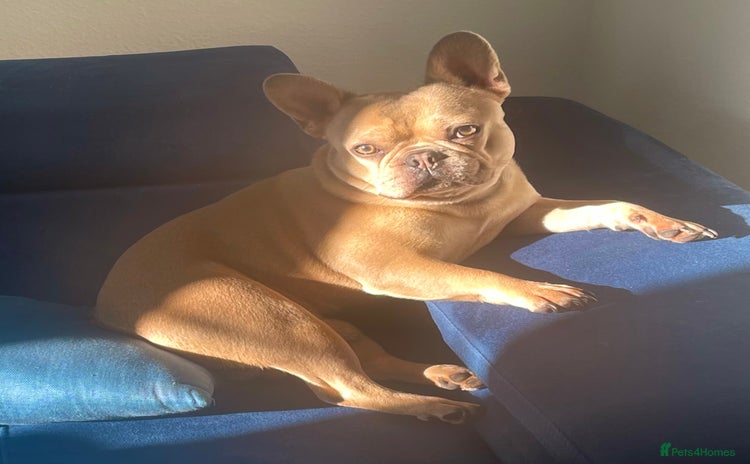 French Bulldog dogs French Bulldog Mimi - Advert 5