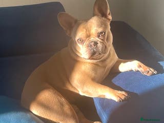 French Bulldog dogs French Bulldog Mimi - Advert 14