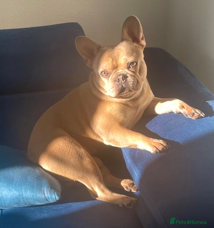 French Bulldog dogs French Bulldog Mimi - Advert 3