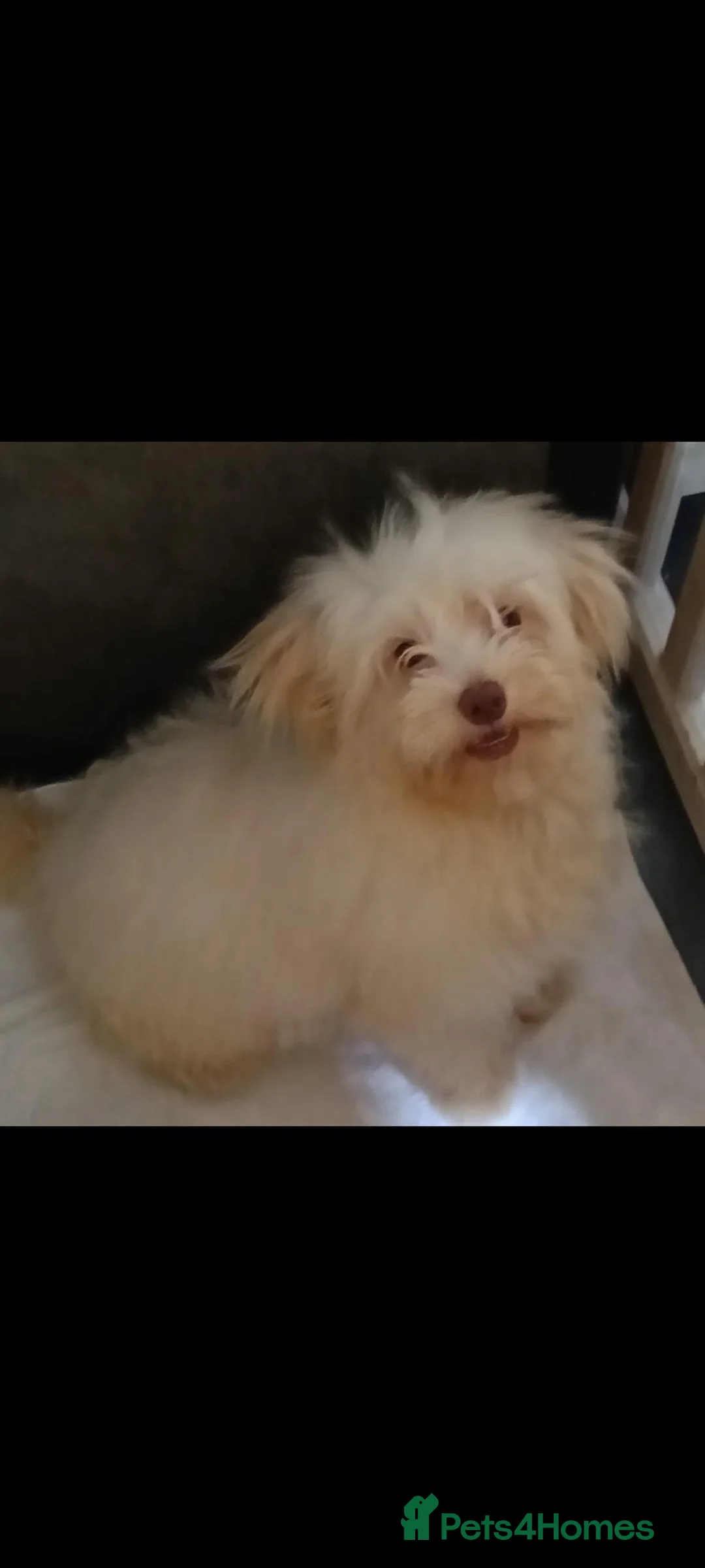 Maltipoo dogs for sale: Maltipoo to be re-homed FREE in Wokingham - Advert 1