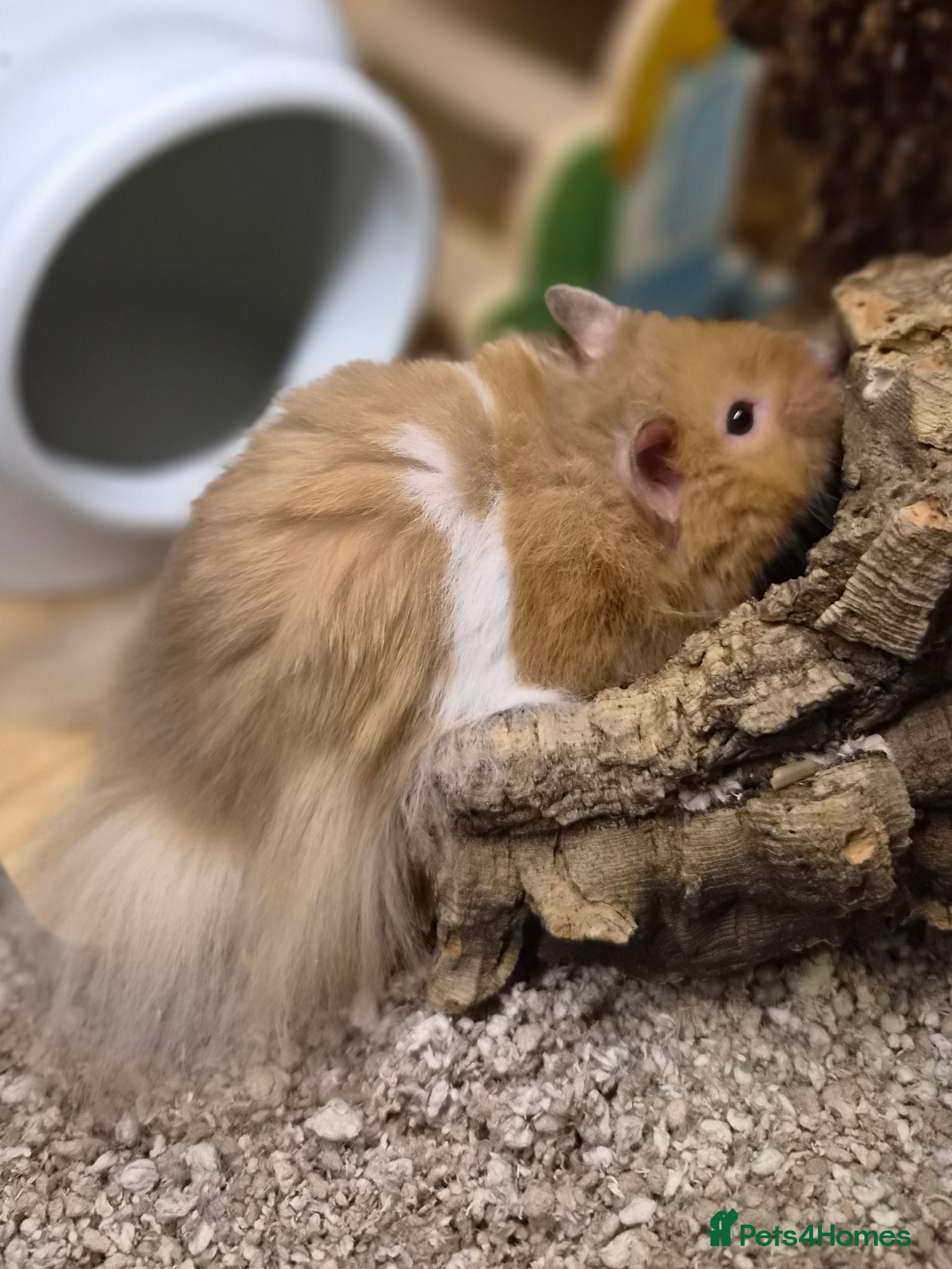Hamster rodents 4 month old long haired male syrian hamster - Advert 3