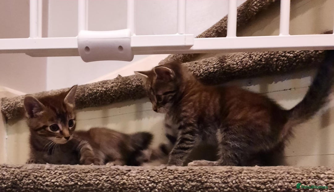 Mixed Breed cats for sale: Adorable kitten's  - Image 16