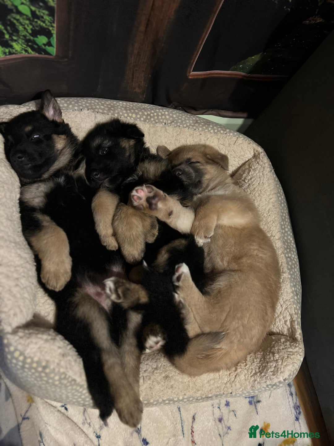 German Shepherd dogs for sale: REDUCED German shepherd puppies 8 was old - Advert 6