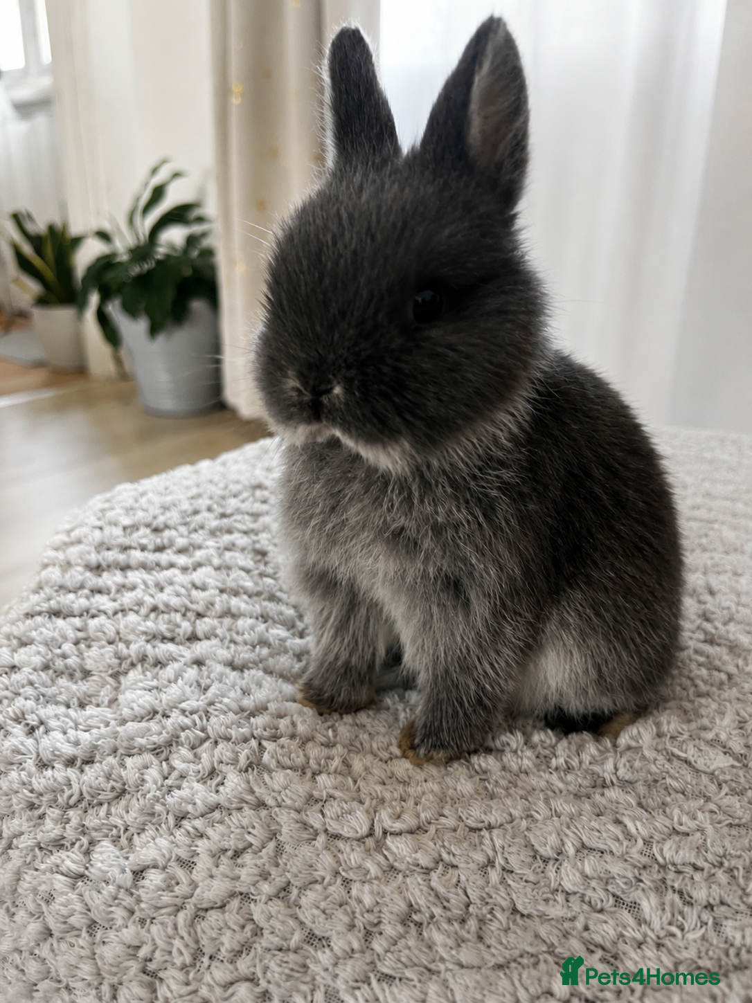 Dwarf Lop rabbits for sale: Dwarf x lop bunnies  in Stoke-on-Trent - Advert 2