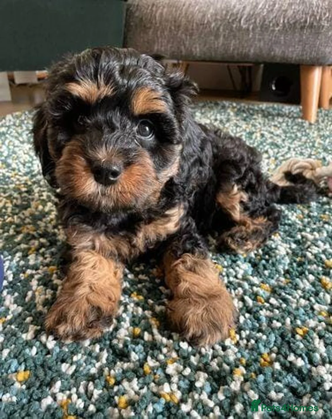 Cavapoo dogs for sale: Stunning health tested cavapoo puppies - Advert 1
