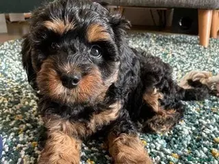 Cavapoo dogs Stunning health tested cavapoo puppies - Advert 1