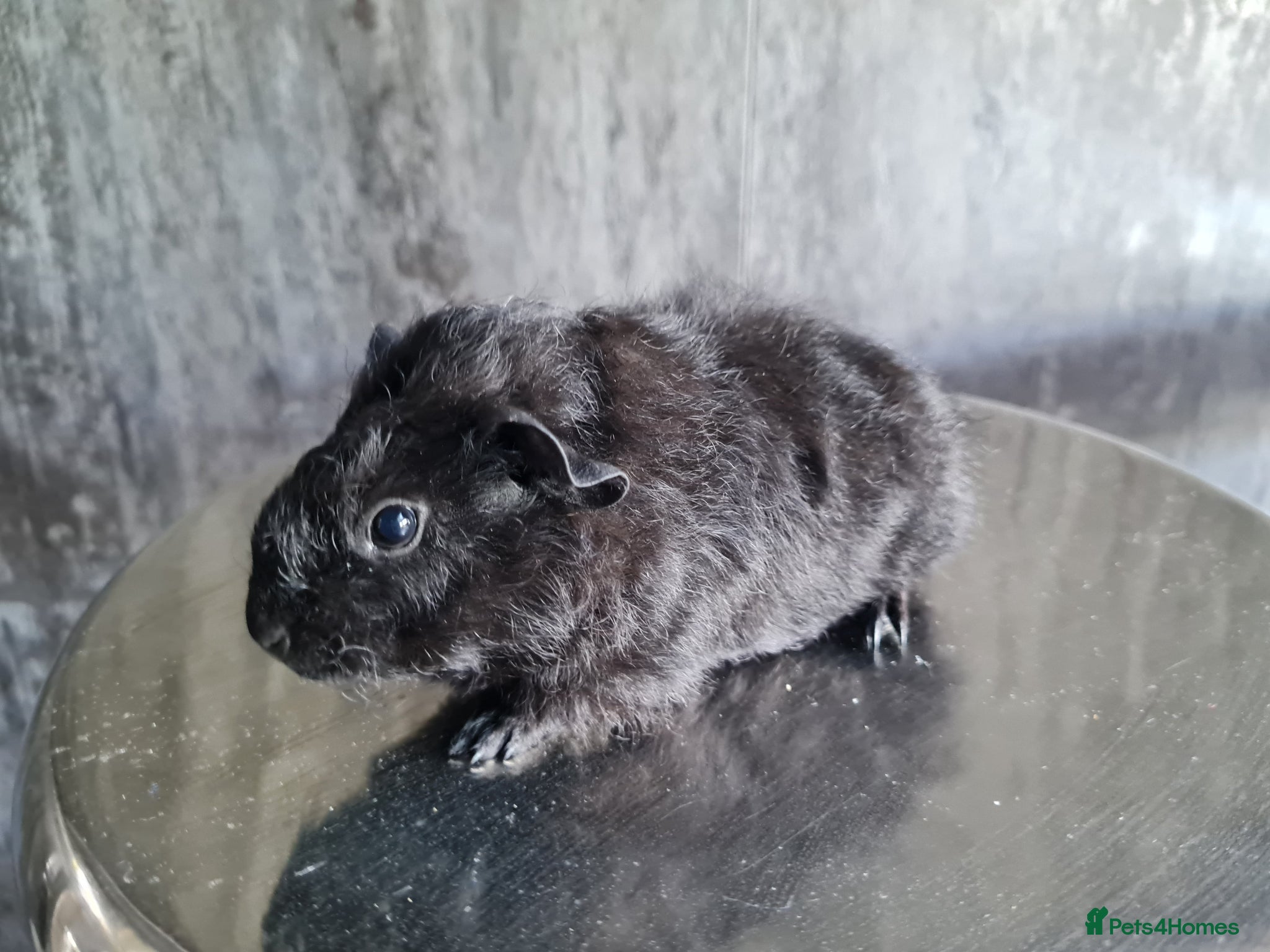 Guinea Pig rodents Baby guinea pigs - Advert 12