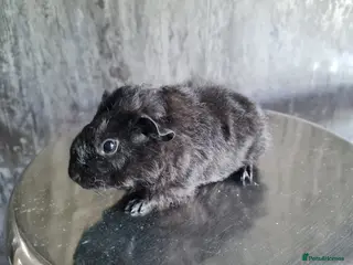 Guinea Pig rodents Baby guinea pigs - Advert 12