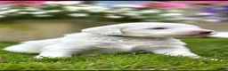 Australian Labradoodle dogs for sale: Australian Labradoodle Puppies - Advert 19