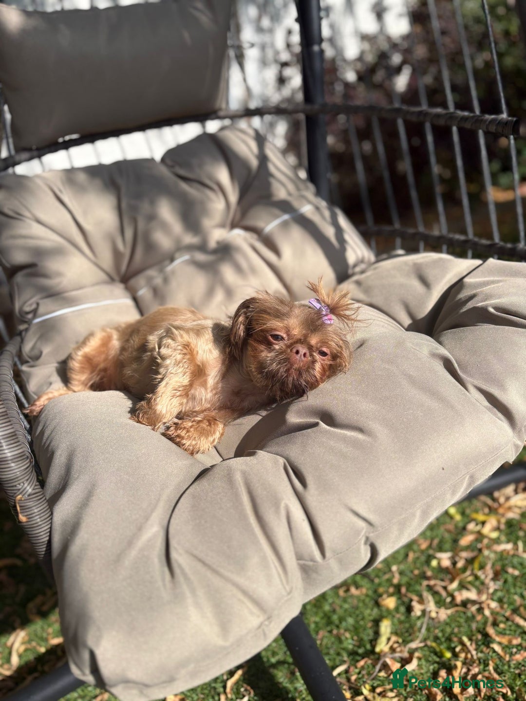 Shih Tzu dogs for sale: Looking for a lovely pawrent… no more heartaches! - Image 2