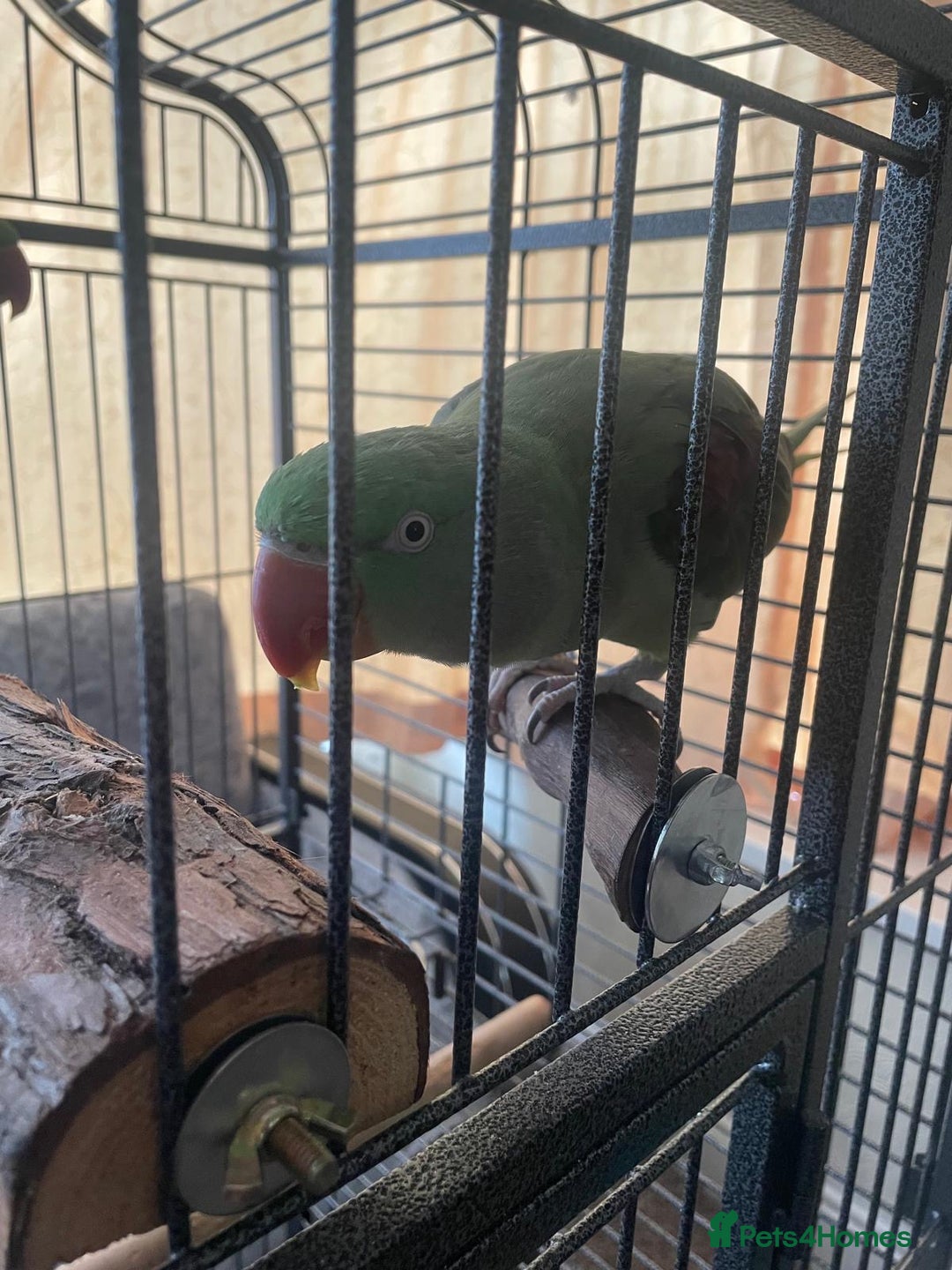 Parrots birds for sale: Alexandrine male and female - Image 3