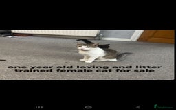 Mixed Breed cats for sale: 2 cats for sale - Image 2