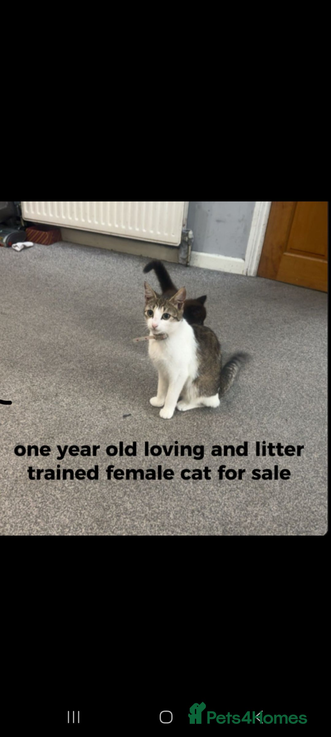 Mixed Breed cats for sale: 2 cats for sale - Image 2