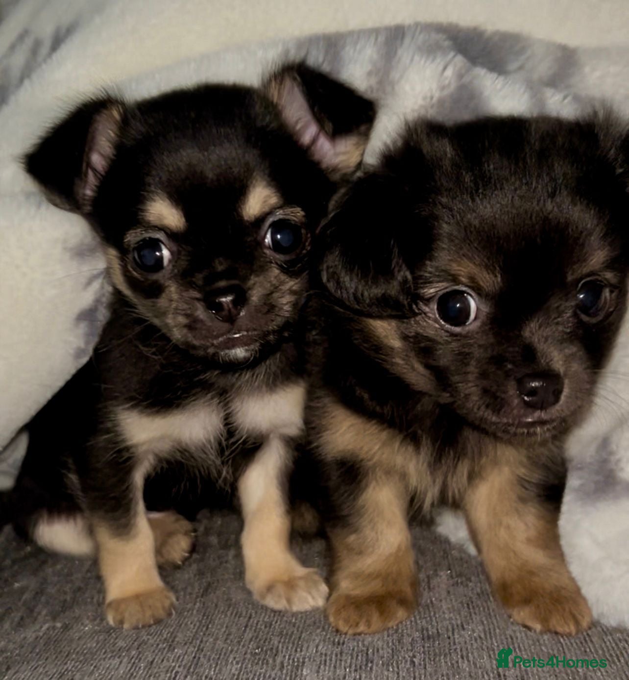 Chihuahua dogs Male and female Black and Tan Chihuahua puppies  - Advert 2
