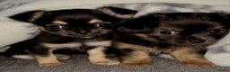 Chihuahua dogs for sale: Male and female Black and Tan Chihuahua puppies  - Advert 1