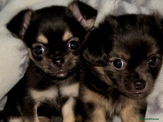 Chihuahua dogs Male and female Black and Tan Chihuahua puppies - Advert 2