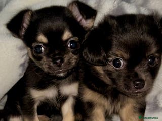 Chihuahua dogs Male and female Black and Tan Chihuahua puppies - Advert 1