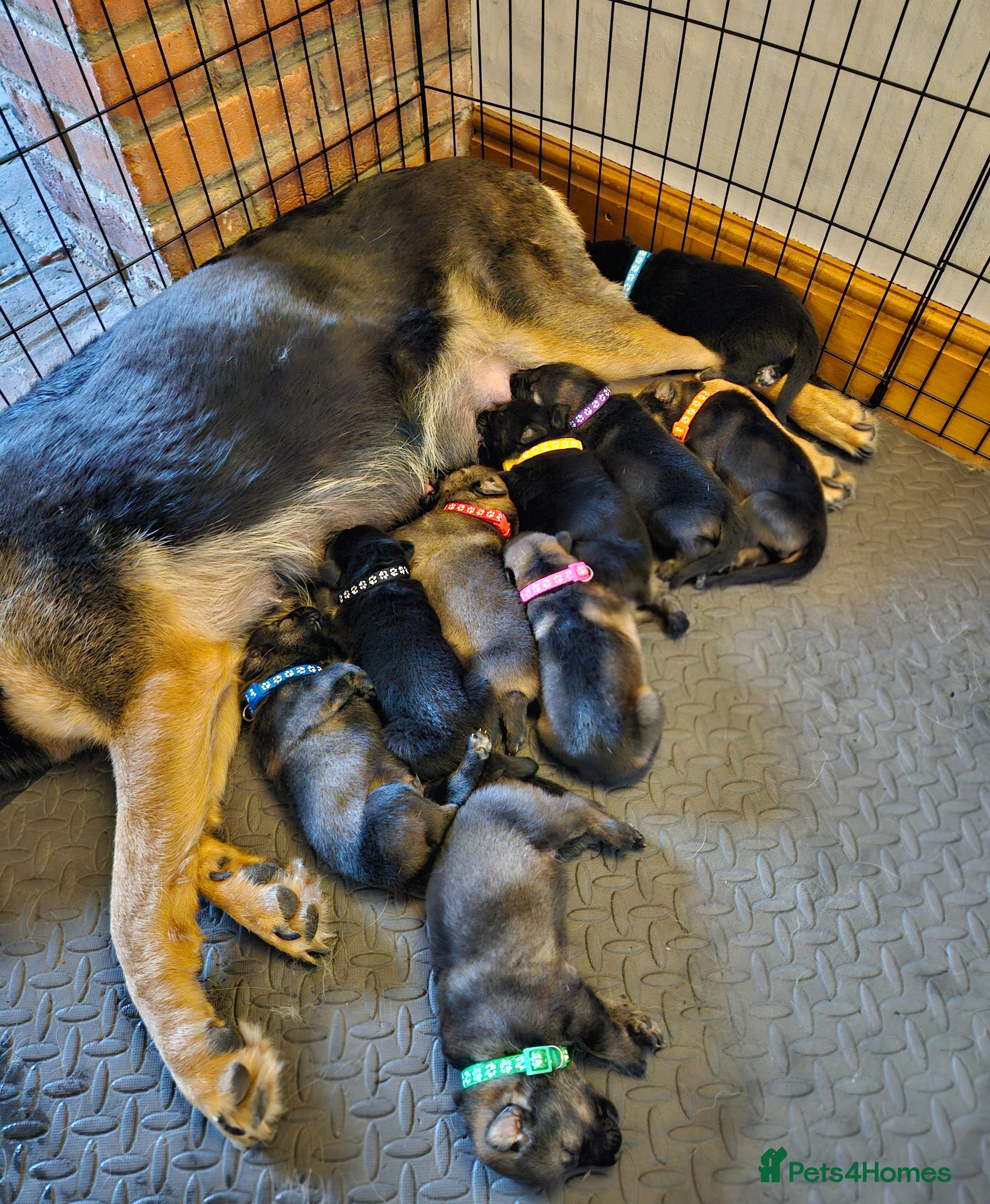 German Shepherd dogs German Shepherd Puppies - Advert 2