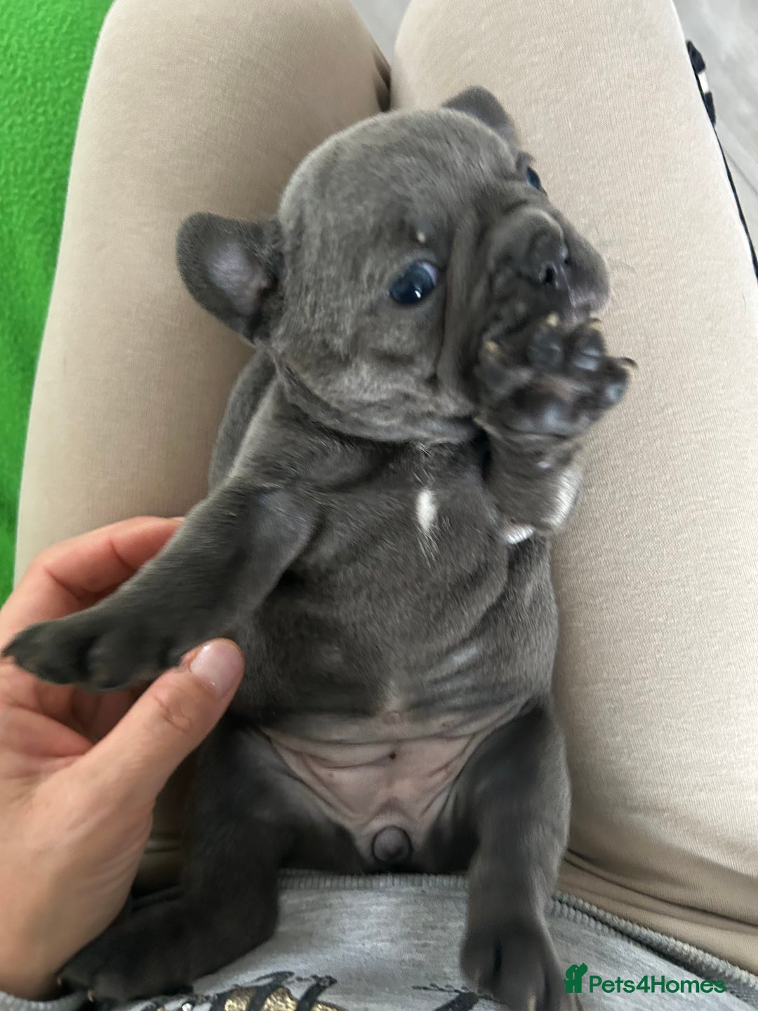 French Bulldog dogs for sale: Solid Blue French Bulldog female puppies - Image 18