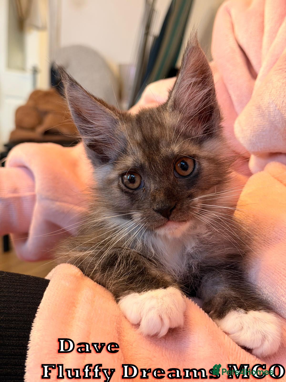 Maine Coon cats Active/Nonactive 2 boys 1 girl FluffyDreamsMCO - Advert 1