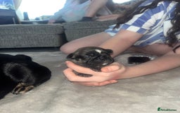 French Bulldog dogs for sale: French bulldog pups  - Image 7