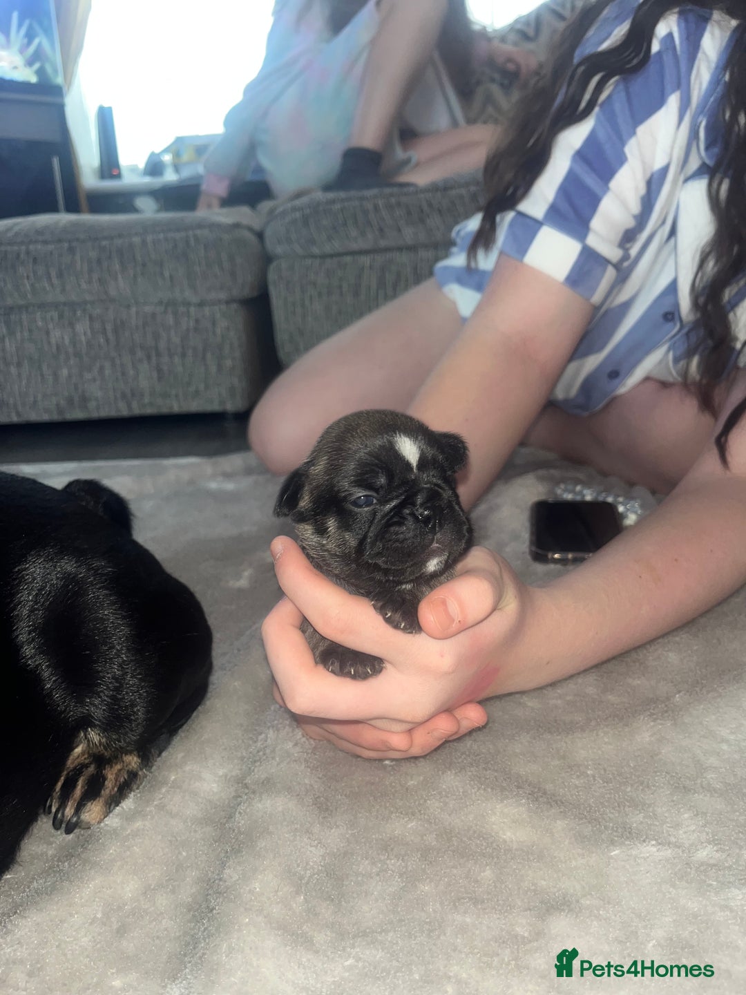 French Bulldog dogs for sale: French bulldog pups  - Image 7