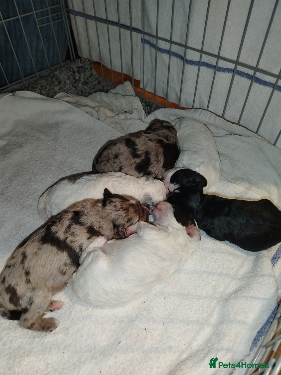 Cockapoo dogs for sale: Cockapoo puppies  - Advert 7