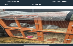 Mini Lop rabbits for sale: 2 Sisters mini lop rabbits - Image 5