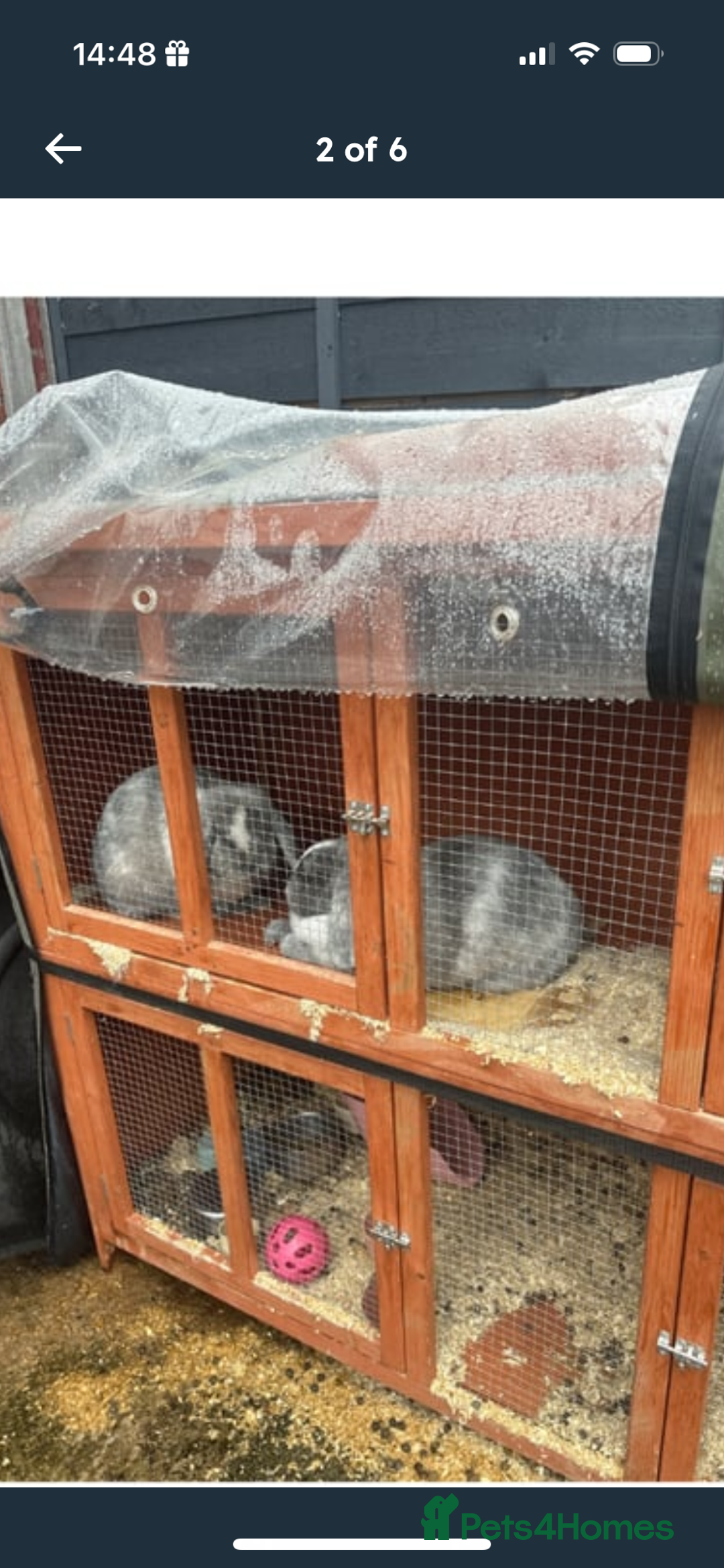 Mini Lop rabbits for sale: 2 Sisters mini lop rabbits - Image 5