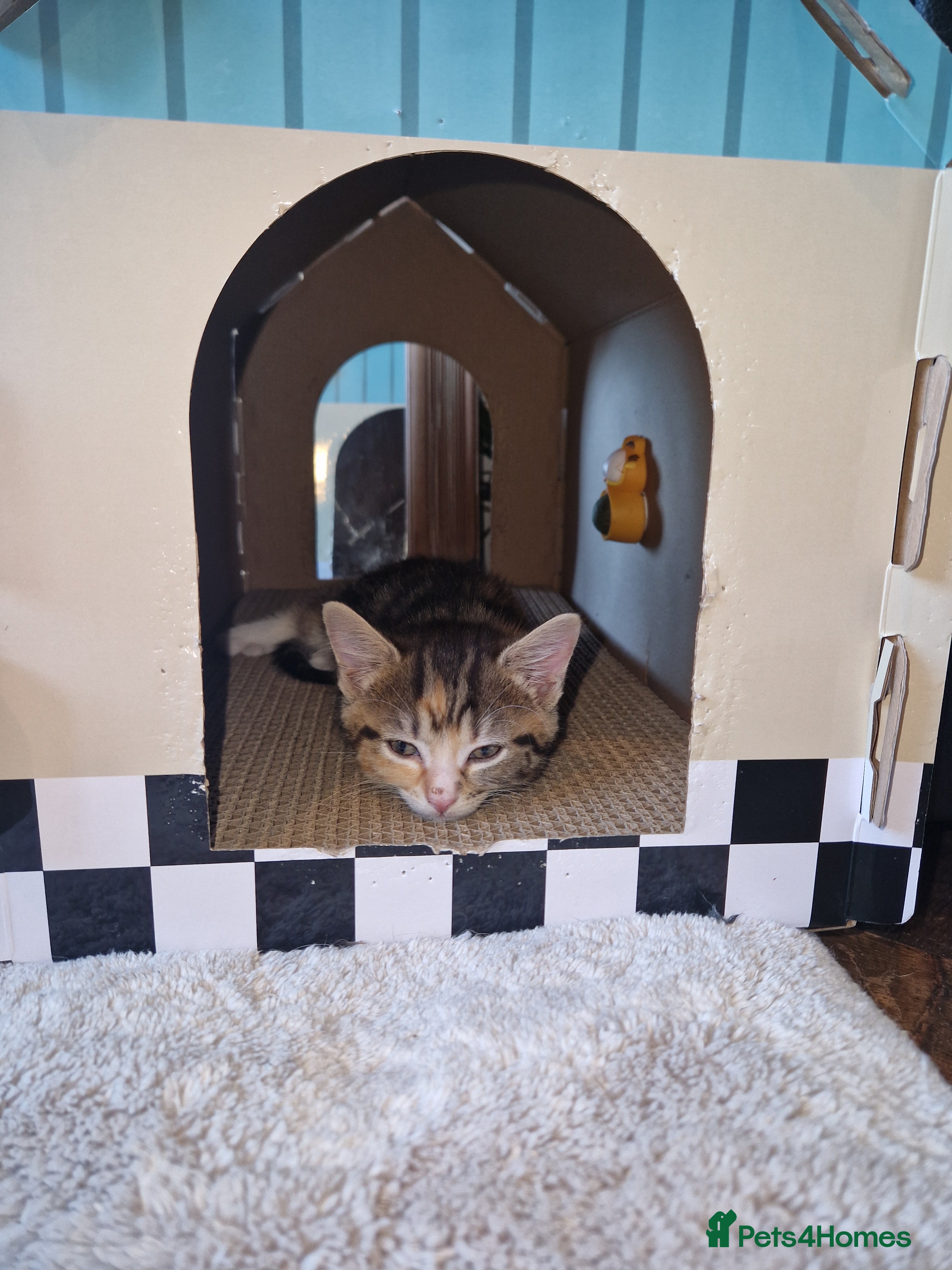 Mixed Breed cats Pretty little girl - Advert 1