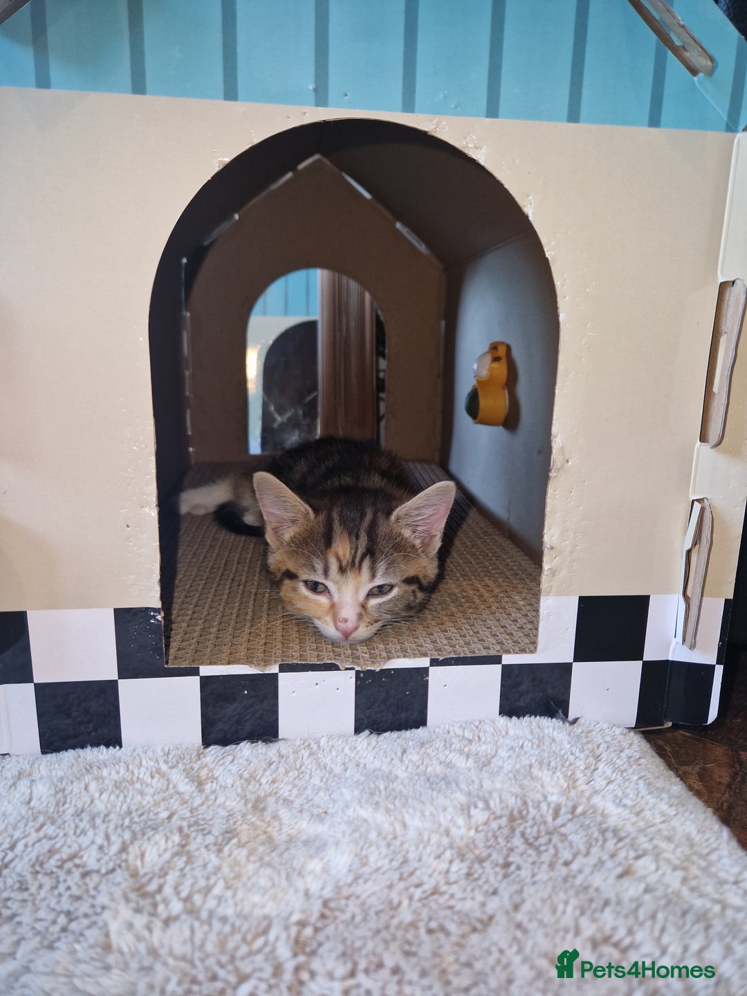 Mixed Breed cats for sale: Pretty little girl - Advert 1