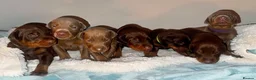 Dobermann dogs for sale: Chocolate & Isabella Doberman puppies for sale  - Advert 1