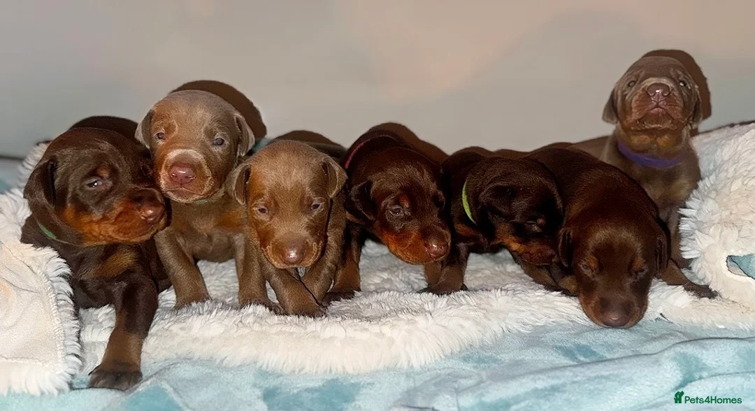Dobermann dogs for sale: Chocolate & Isabella Doberman puppies for sale  - Advert 1
