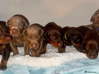Dobermann dogs Chocolate & Isabella Doberman puppies for sale - Advert 2