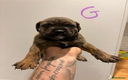 Mixed Breed dogs for sale: Rottweiler X Olde Tyme bulldog (Bullweilers)  - Image 5