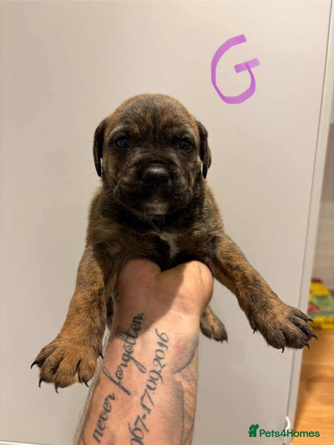 Mixed Breed dogs for sale: Rottweiler X Olde Tyme bulldog (Bullweilers)  - Image 5