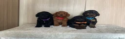 Cockapoo dogs for sale: F1 cockapoo puppy’s  - Advert 5