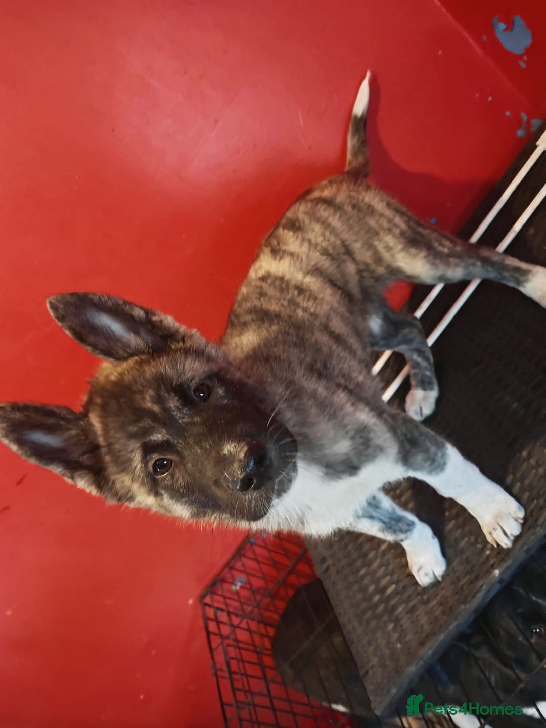 Akita dogs for sale: Akita puppy's ready now - Image 17