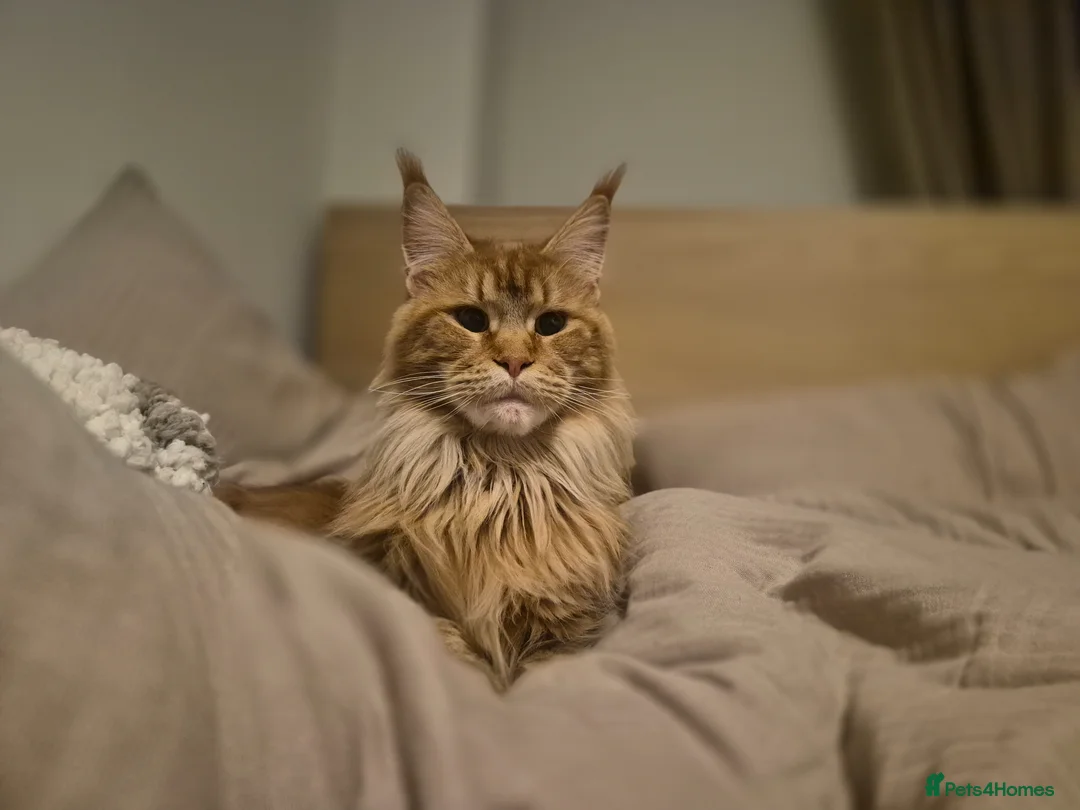 Maine Coon cats for sale: Female maine coon for sale please read - Advert 2