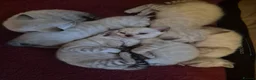 Mixed Breed cats for sale: Bengal Siamese mixed - Advert 22